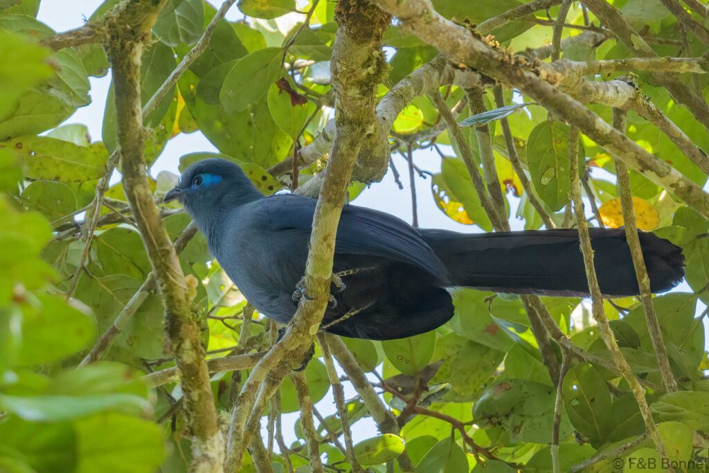 Blue Coua - Madagascar - Andasibe - 2023