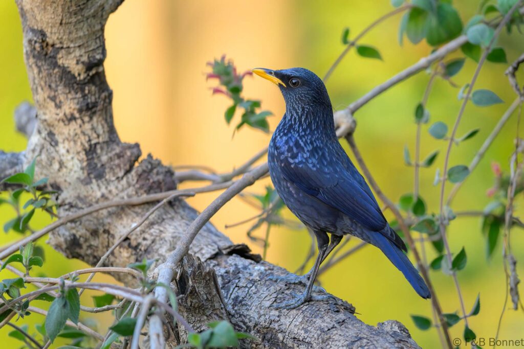 Blue Whistling Thrush - China - Yunnan - 2025