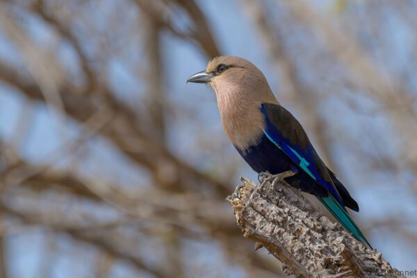 Rollier à ventre bleu - Senegal - Niokolo Koba - 2023