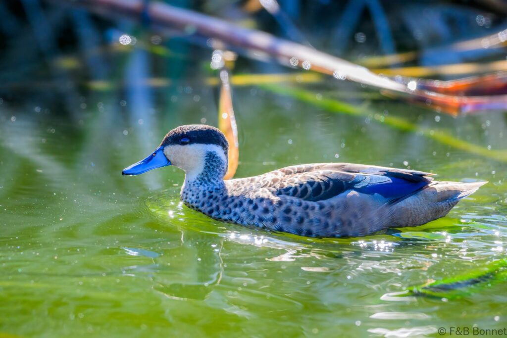 Blue-billed Teal - South Africa - Cape Town - 2024