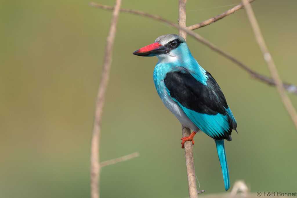 Martin-chasseur à poitrine bleue - Senegal - Niokolo Koba - 2023