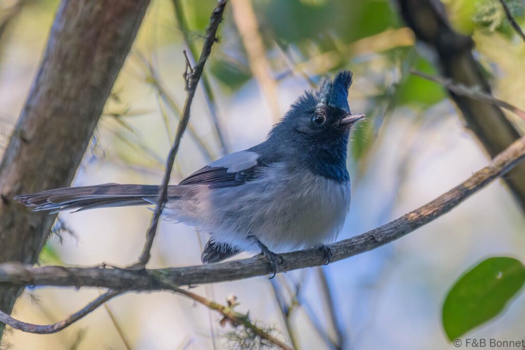 Blue mantled Crested Flycatcher South Africa 4.jpg