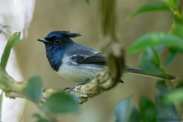 Blue-mantled Crested Flycatcher - South Africa - Santa Lucia - 2026