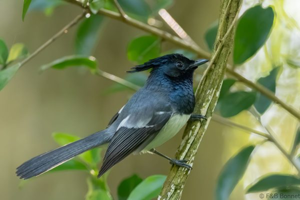 Blue-mantled Crested Flycatcher - South Africa - Santa Lucia - 2026