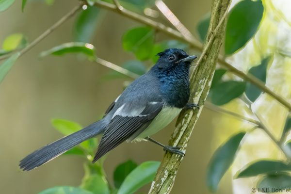 Blue-mantled Crested Flycatcher - South Africa - Santa Lucia - 2026