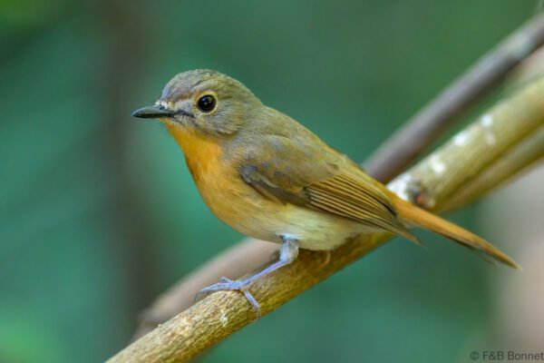 Blue-throated Blue Flycatcher ♀ - Thailand - Doi Inthanon - 2026