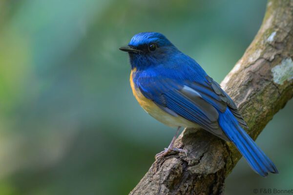 Blue-throated Blue Flycatcher ♂ - Thailand - Doi Inthanon - 2026