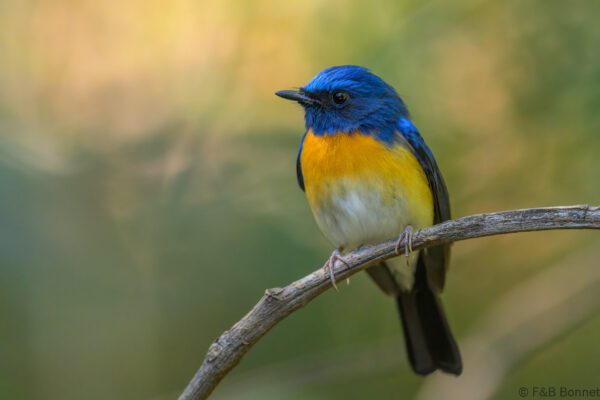 Blue-throated Blue Flycatcher ♂ - Thailand - Doi Inthanon - 2026