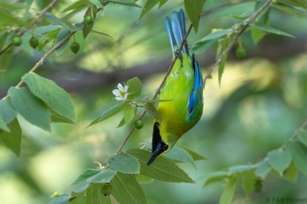 Blue-winged Leafbird ♂ - Thailand - Krung Ching - 2026