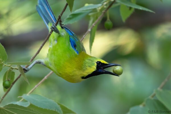 Blue-winged Leafbird ♂ - Thailand - Krung Ching - 2026