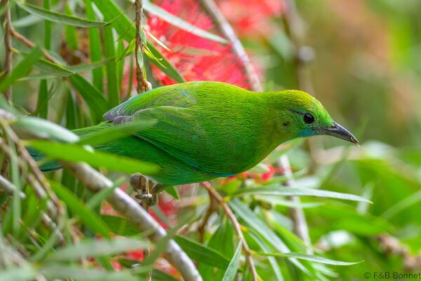 Blue-winged Leafbird ♀ - Vietnam - Da Lat - 2026