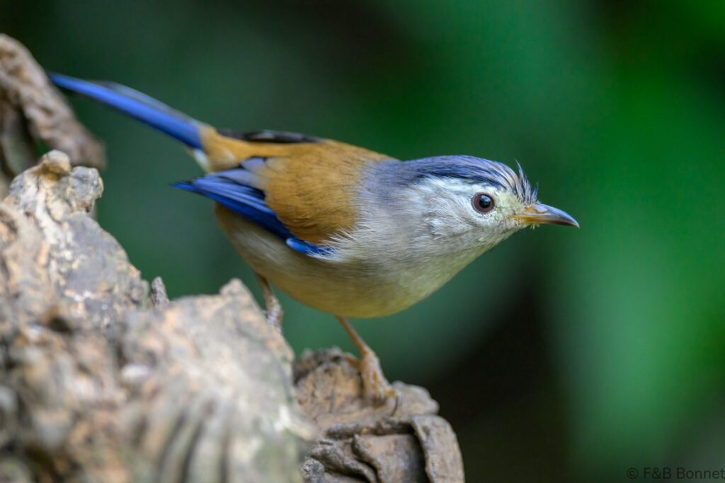 Blue-winged Minla - China - Yunnan - 2025