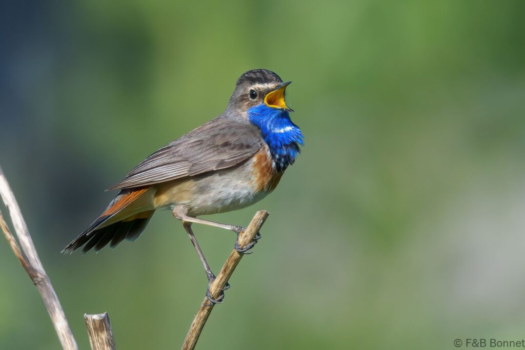 Gorgebleue à miroir - France - Pays de la Loire - 2024