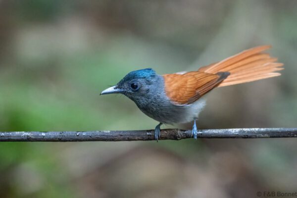 Blyth's Paradise Flycatcher ♀ - Thailand - Krung Ching - 2026