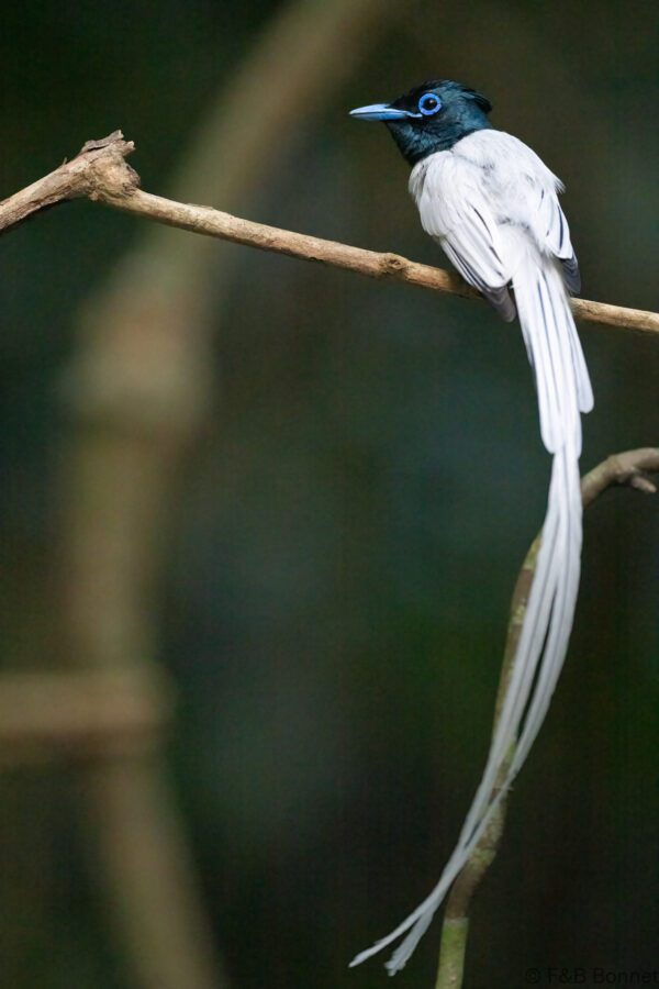 Blyth's Paradise Flycatcher ♂ - Thailand - Krung Ching - 2026