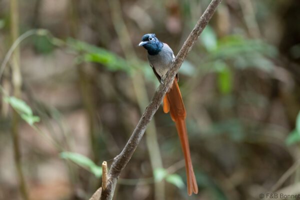 Blyth's Paradise Flycatcher ♂ - Thailand - Krung Ching - 2026
