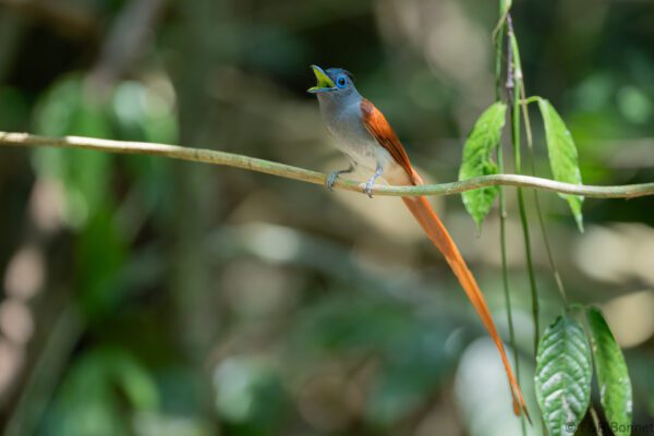 Blyth's Paradise Flycatcher ♂ - Thailand - Krung Ching - 2026
