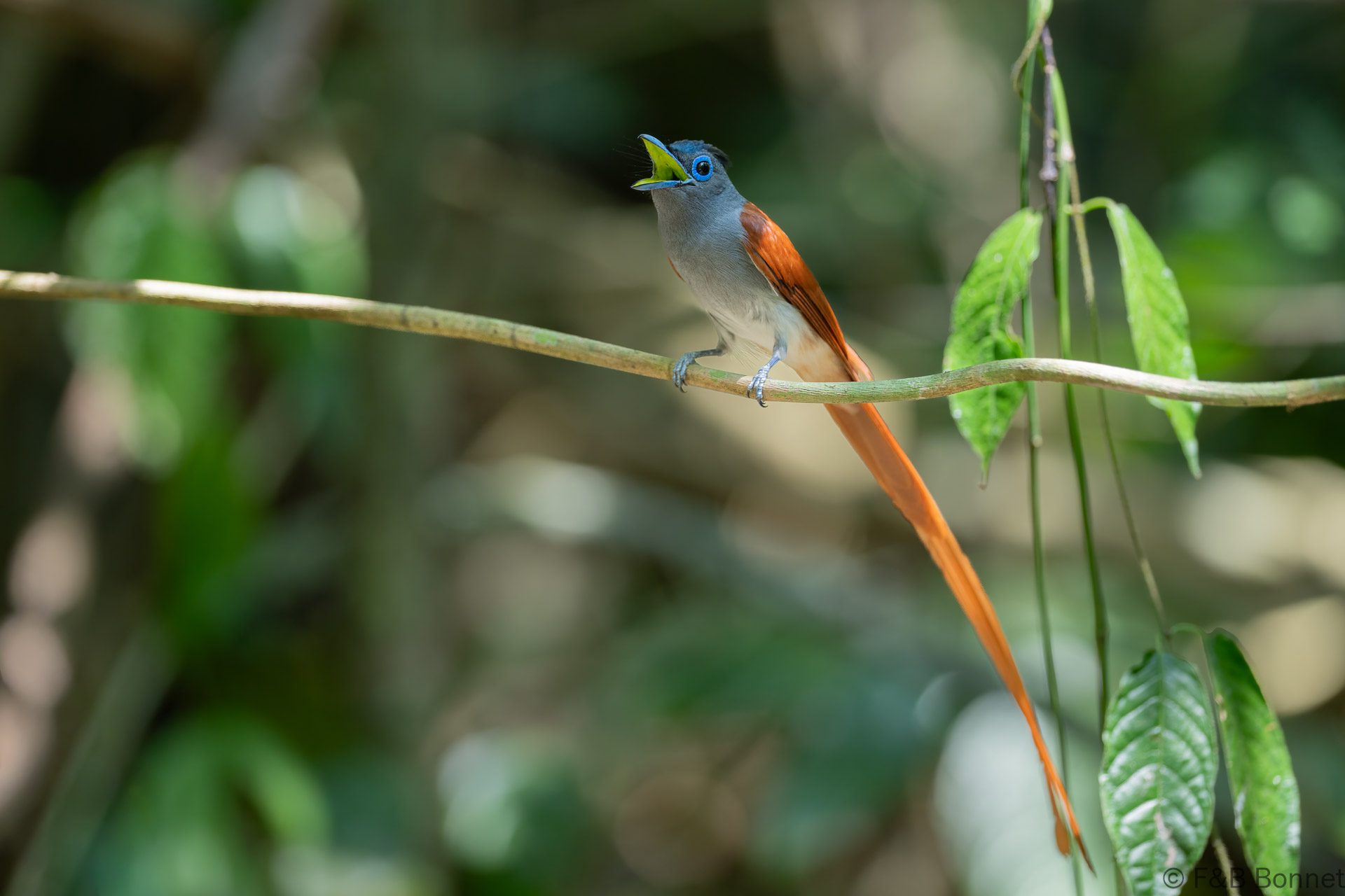 Blyth's Paradise Flycatcher ♂ - Thailand - Krung Ching - 2026