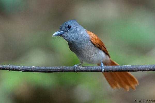 Blyth's Paradise Flycatcher ♀ - Thailand - Krung Ching - 2026