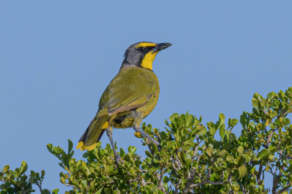 Bokmakierie - South Africa - De Hoop - 2021