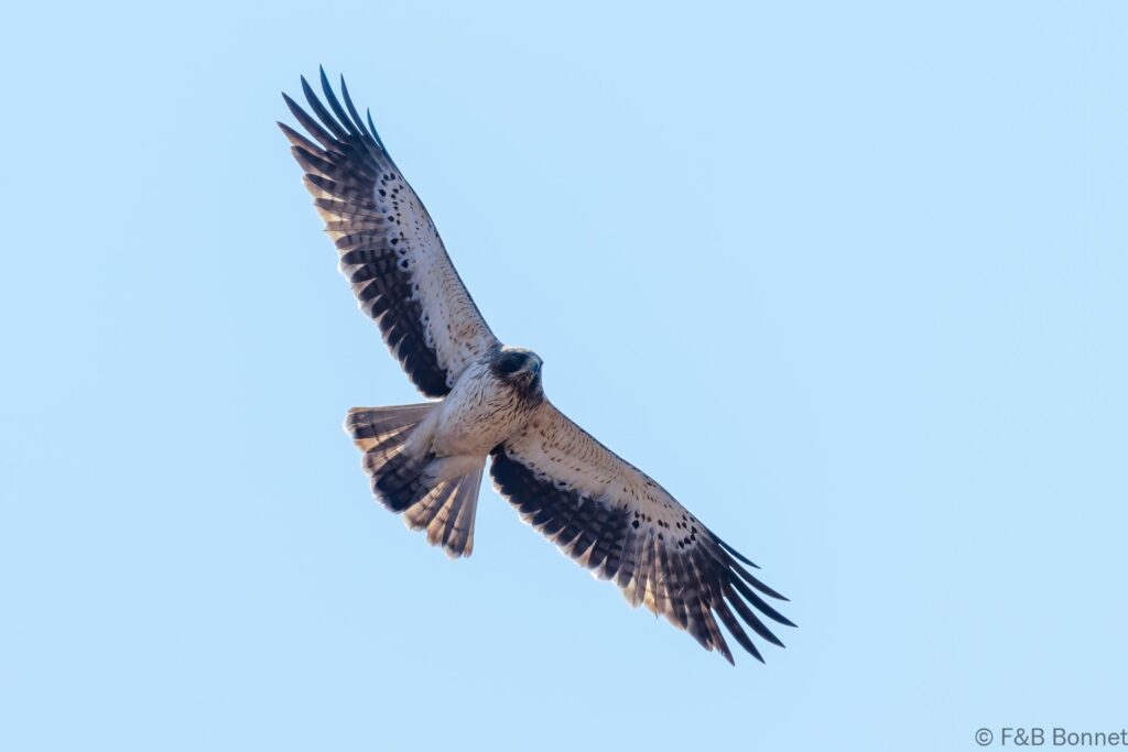 Booted Eagle - South Africa - Namaqua NP - 2024