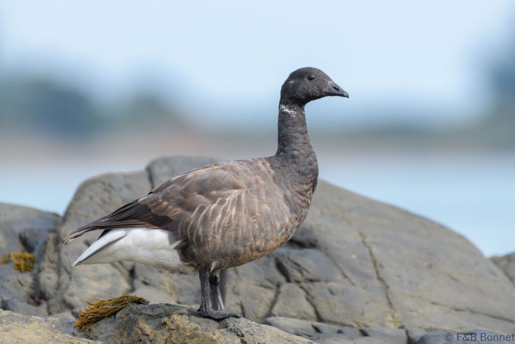 Bernache cravant - France - Bretagne - 2021