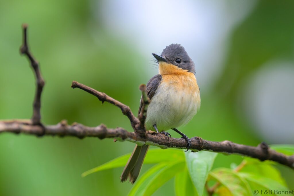 Broad-billed Flycatcher - Indonesia - Sidangoli - 2024
