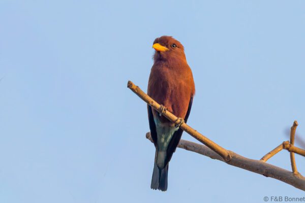 Rolle violet - Senegal - Elinkine - 2023