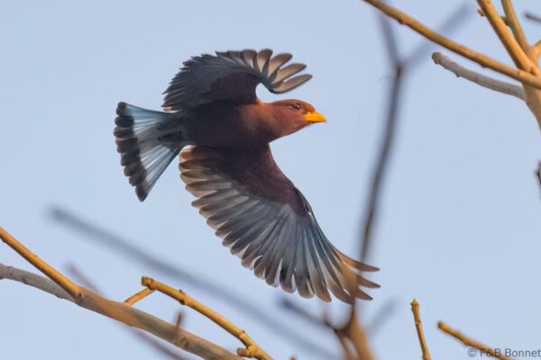 Rolle violet - Senegal - Elinkine - 2023