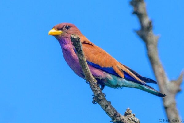 Broad-billed Roller - South Africa - iSimangaliso - 2025
