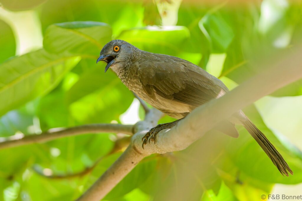 Cratérope brun - Senegal - Kafountine - 2023
