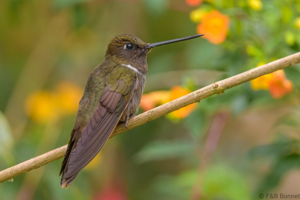 Inca pardo - Ecuador - Mindo - 2023