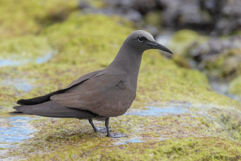 Tiñosa boba - Ecuador - Galápagos - 2023