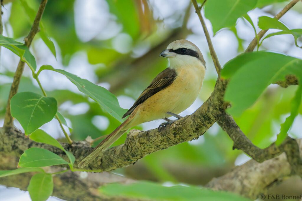 Brown Shrike - Thailand - Bangkok - 2023