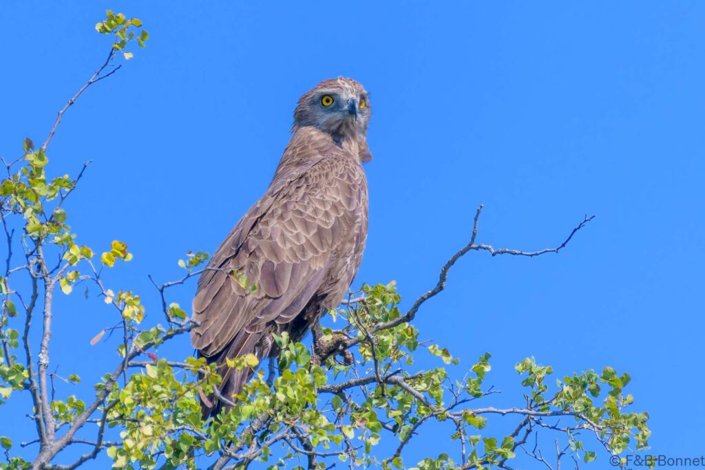 Brown Snake-Eagle - South Africa - Kruger NP - 2022
