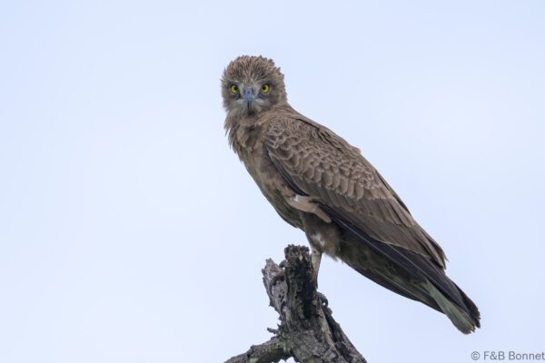 Brown Snake-Eagle - South Africa - Kruger NP - 2025