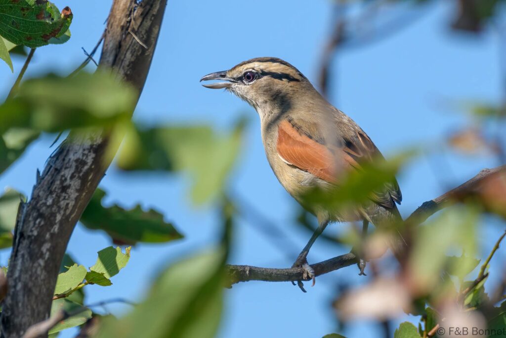 Brown-crowned Tchagra - South Africa - Kruger NP - 2022