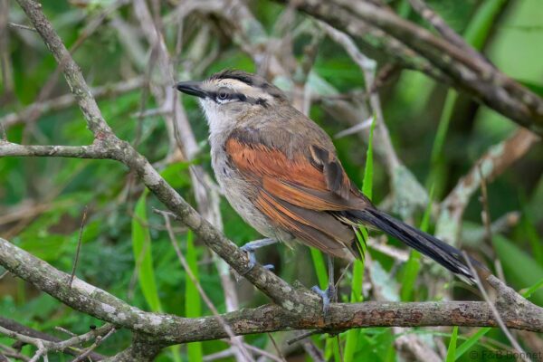 Brown-crowned Tchagra - South Africa - Kruger NP - 2025