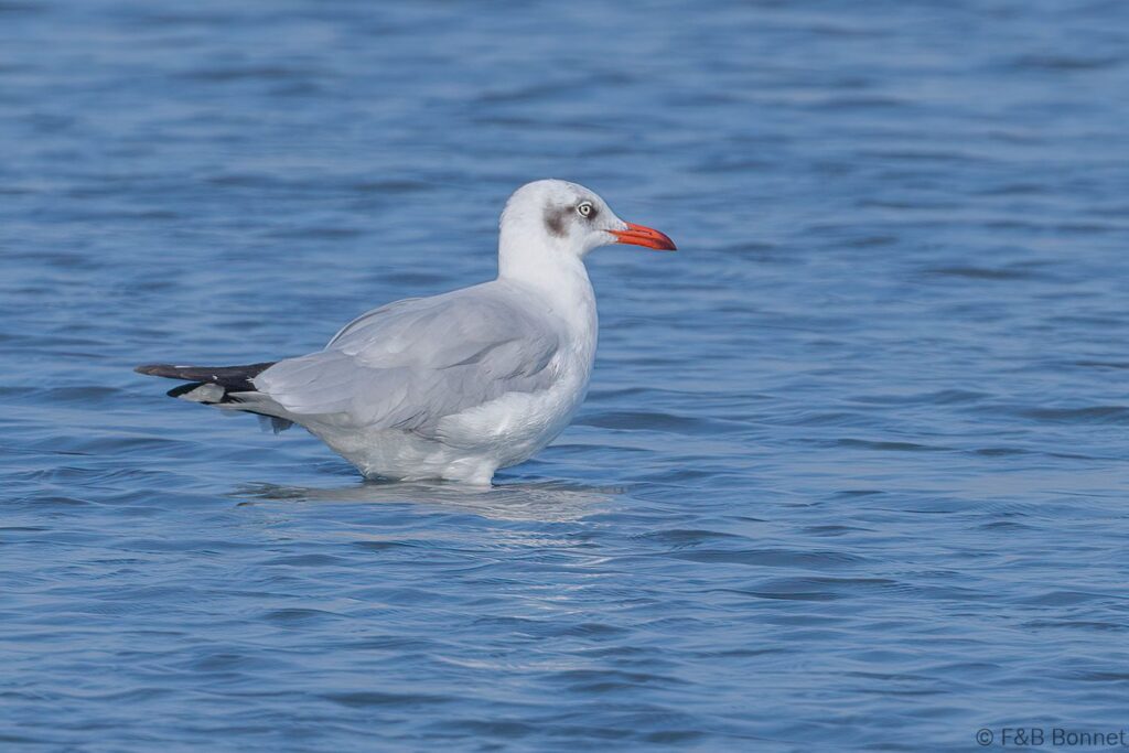 Brown-headed Gull - Thailand - Pak Thale - 2023