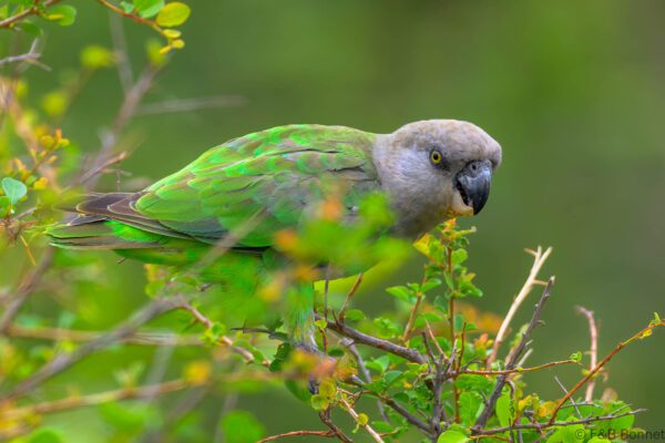 Brown-headed Parrot - South Africa - Kruger NP - 2025