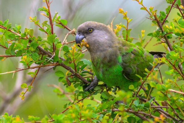 Brown-headed Parrot - South Africa - Kruger NP - 2025