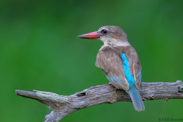 Brown-hooded Kingfisher - South Africa - Kruger NP - 2025