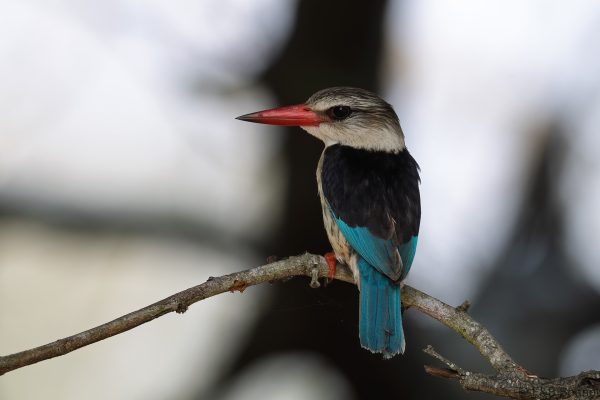 Brown-hooded Kingfisher - South Africa - uMkhuze - 2026