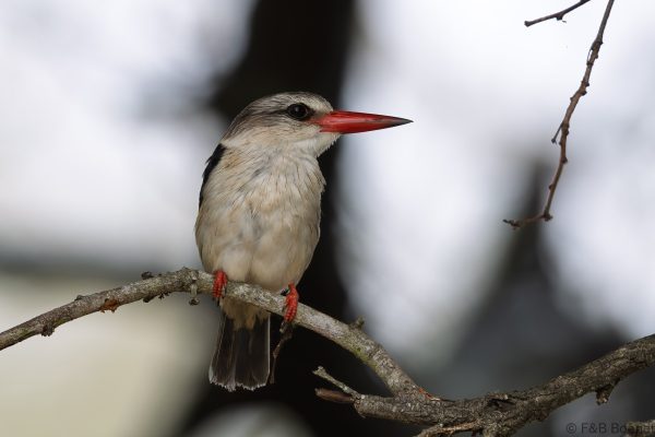 Brown-hooded Kingfisher - South Africa - uMkhuze - 2026