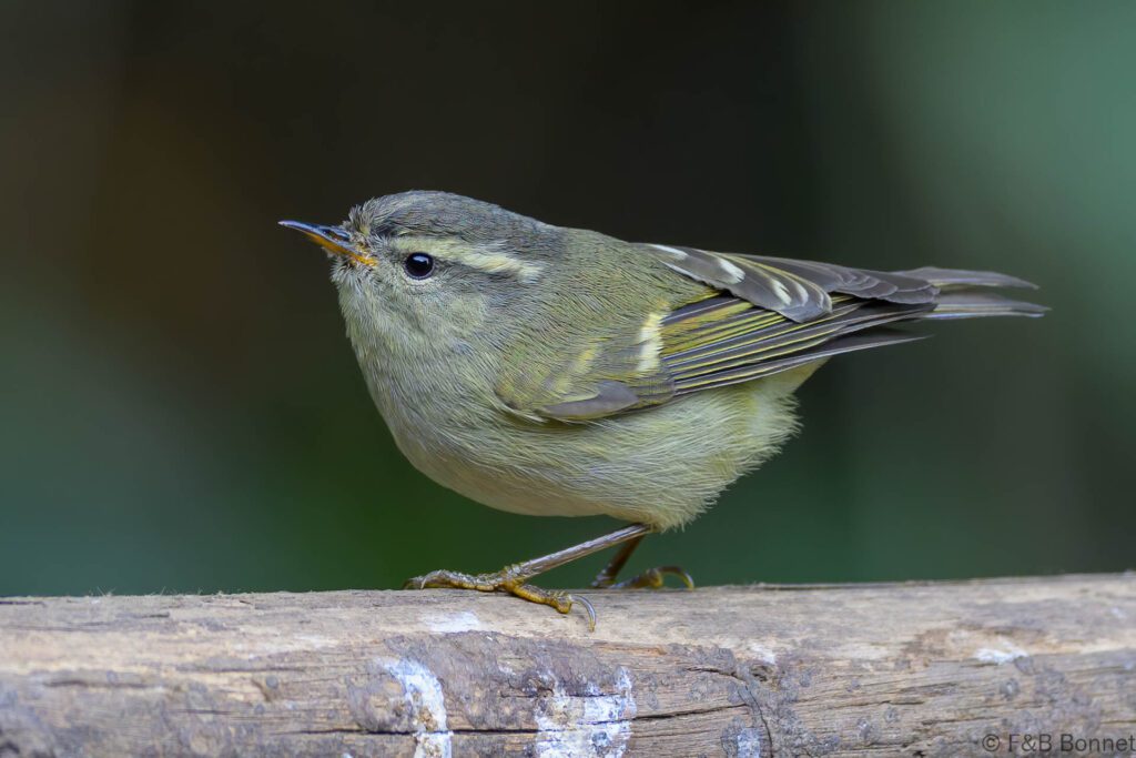 Buff-barred Warbler - China - Yunnan - 2025