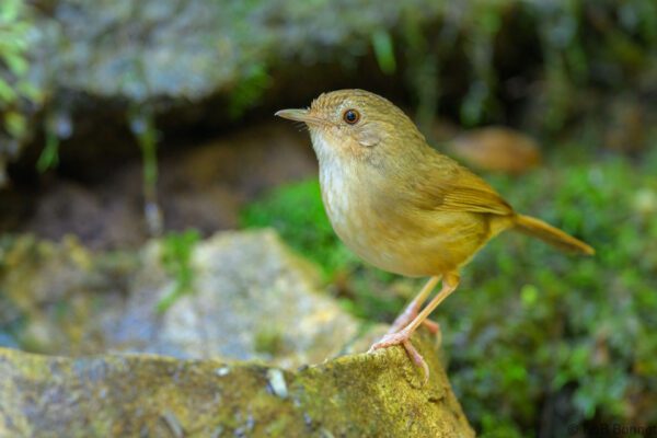 Buff-breasted Babbler - Thailand - Doi Inthanon - 2026