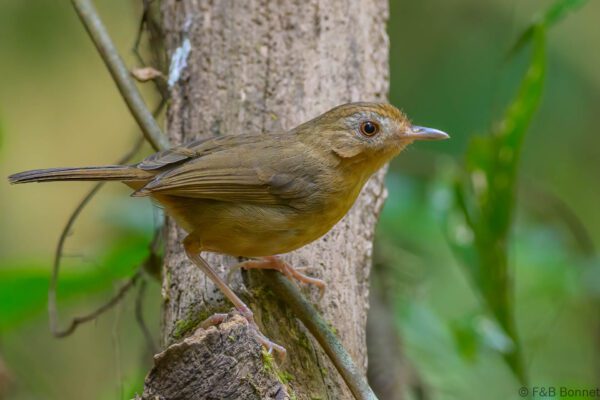 Buff-breasted Babbler - Vietnam - Di Linh - 2026