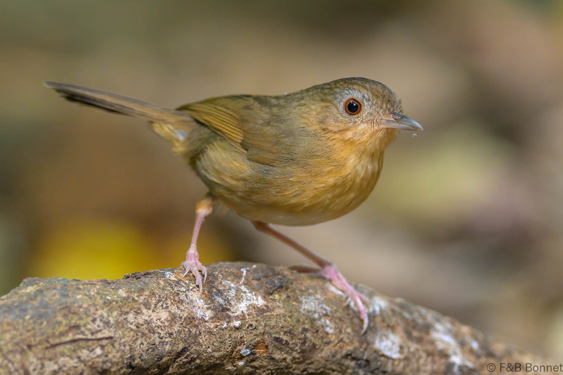 Buff-breasted Babbler - Vietnam - Di Linh - 2026