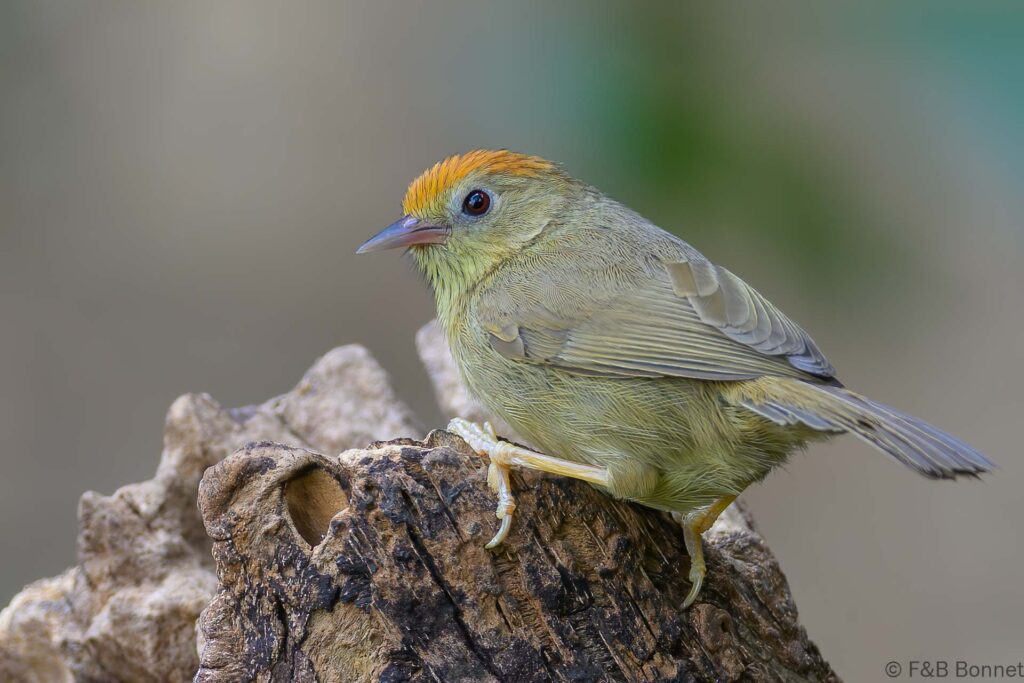 Buff-chested Babbler - China - Yunnan - 2025