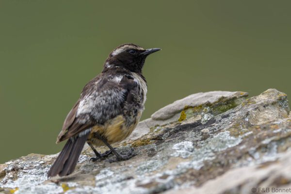 Buff-streaked Chat - South Africa - Giants Castle - 2026